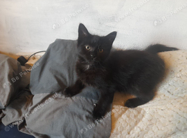 Half Maine Coon 14 weeks old female loves to play love cuddles eats wet and dry food love milk and drink water and litter trained