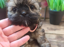 Shih tzu puppies