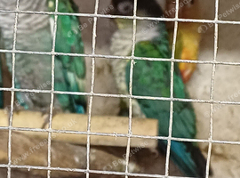 4 violet split conures 2026 birds
