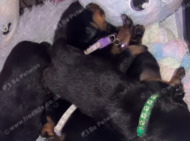 Beautiful kc Rottweiler puppies available