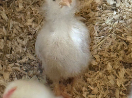 Bantam chicks for sale
