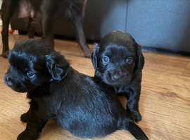 Chihuahua cross spaniel