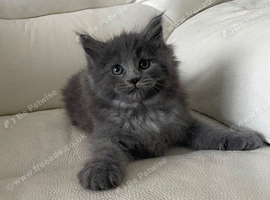 Grey Male Ragdoll /Maine Coon Kitten