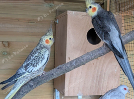 Breeding Pair Of Cockatiels