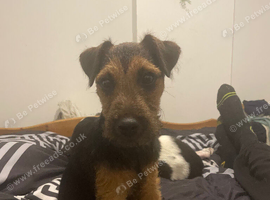 4 month old Lakeland bitch