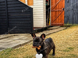 Rehome