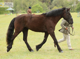 Stunning 15.1 hh Black mare