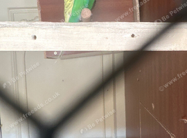 Lovely pair budgie in Dagenham