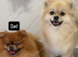 Pomeranian puppies
