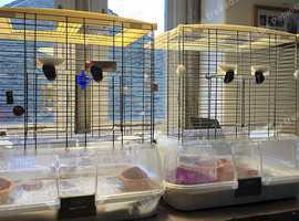 Two matching Hagen Vision Bird Cages