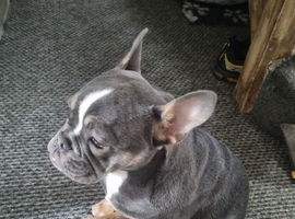 French/english bulldog puppy
