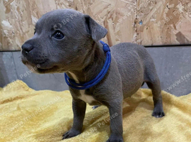 Blue Staffordshire bull terrier puppies