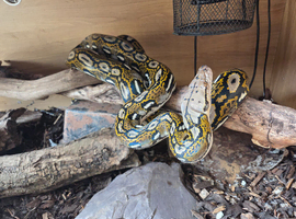 2 year old aztec retic with 6x2x2 viv