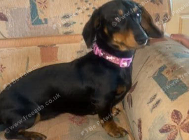 Mini dachshund trixie