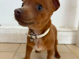 Lilac Jack Russell