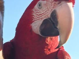 Greenwing macaw