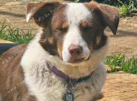 Female pip
