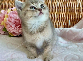 BEAUTIFUL BLUE GOLDEN BSH BOY (READY TOMORROW)