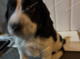 F1 Sprocker pups