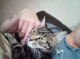 Female Bengal cat 12 months old
