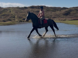 14.3/15H - 9Yo - Bay - Old Fashioned Cob - Gelding - All Rounder / Family Horse
