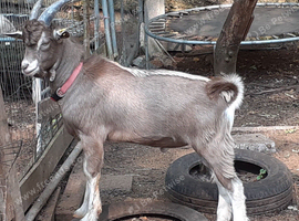 Fabulous Entire Intact Toggenburg Breeding Billy - Father Pedigree