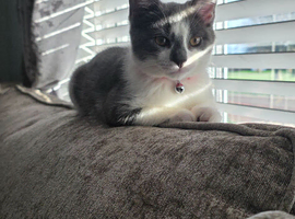 Gray and white female cat