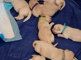 Labrador puppies