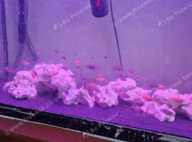 Peacock cichlids