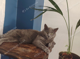 Stud / Reproductive Pedigree British Blue Male