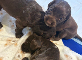 Working sprocker spaniel pups