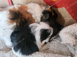 2 baby guineapigs