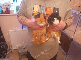 Two sets of bonded males