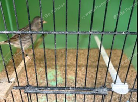 Beautiful Fife canaries for sale