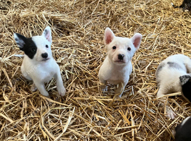 Sweet collie pups