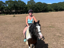 14.3/15h 10 year old ride and drive gelding