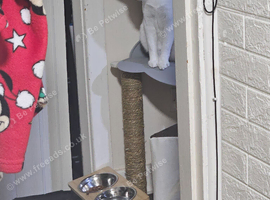 2 female cats maple and mochi