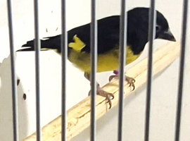 YELLOW BELLY SISKINS