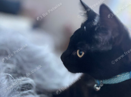Maine coon kitty , mum Maine x British shorthair dad Maine coon