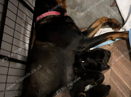 Rottweiler puppy