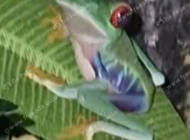 1 unsexed Red eye tree frog with bio-active set up