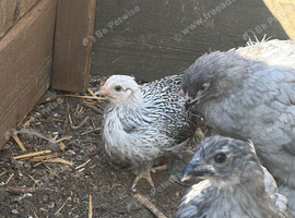 Off heat chicks living outside