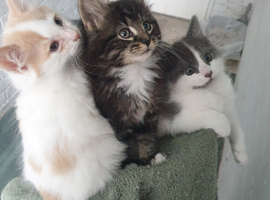 Cute kittens