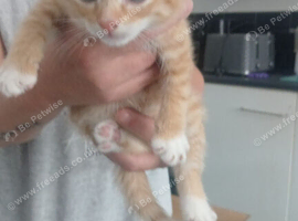 Kittens