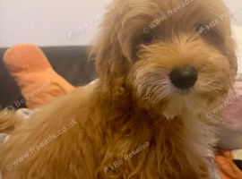 Beautiful Puppies Looking for Loving Homes