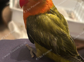 Hand reared lovebird