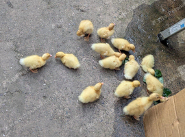 Cherry Valley ducklings available in Sheffield