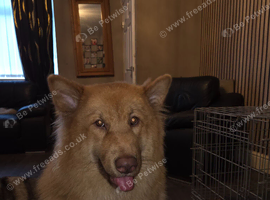 King shepherd x shiba inu