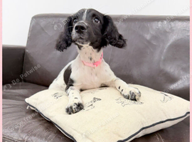 KC Registered English Springer Spaniels