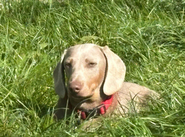 DNA Tested Clear Mini Smooth Dachshund